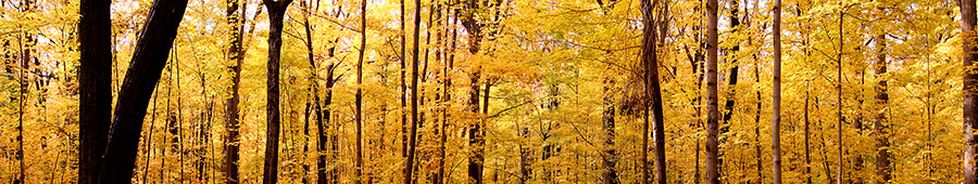 Скинали для кухни: Осенний желтый лес