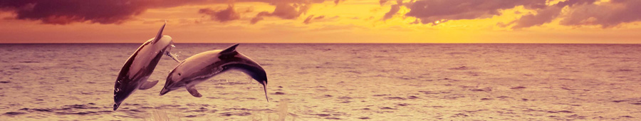 Дельфины, выпрыгивающие из воды, на закате