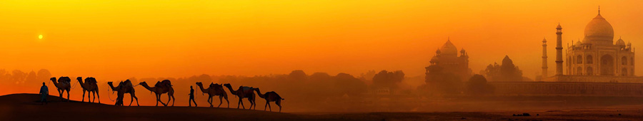 Верблюды на фоне заката