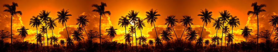 Пальмы на фоне яркого заката