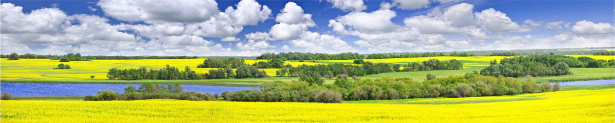 Желтые поля на берегу реки