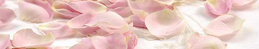 Нежные лепестки розовых роз