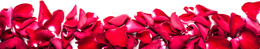Яркие лепестки красных роз