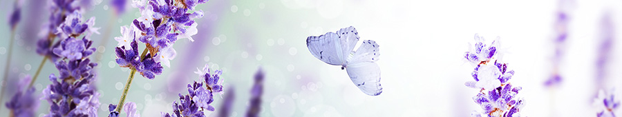 Бабочка и насыщенные цветы лаванды