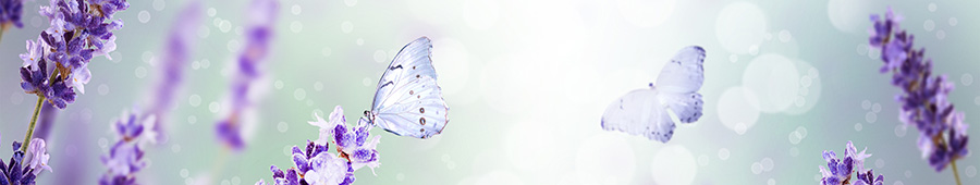 Бабочки на фоне лаванды