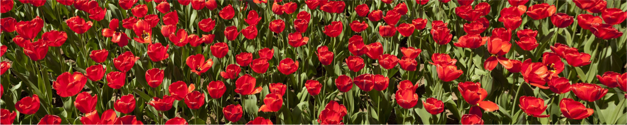 Цветочная поляна красных тюльпанов