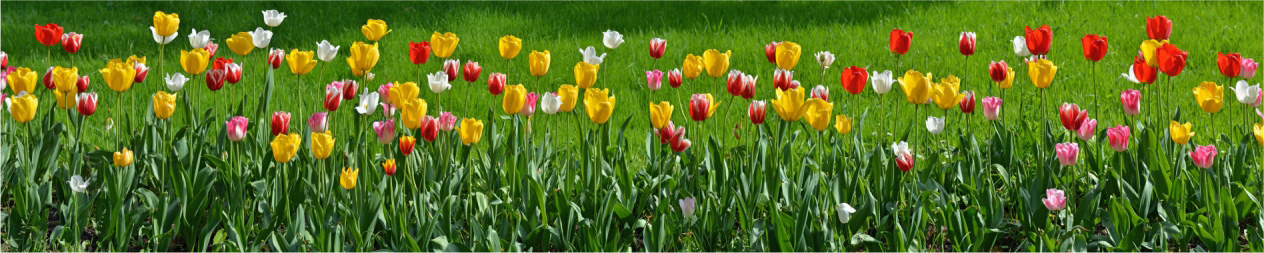 Цветочная поляна разноцветных тюльпанов