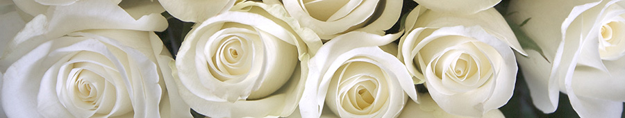 Скинали для кухни: Красивые белые розы