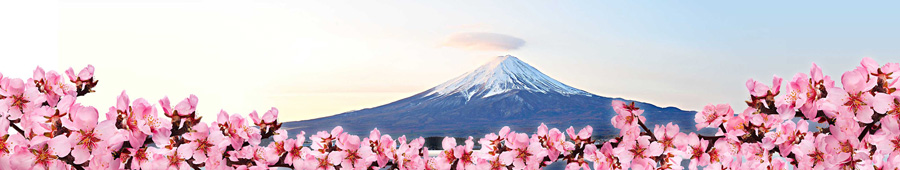 Скинали для кухни: Фудзияма в цветущих ветках миндаля
