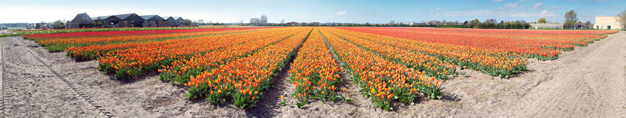 Скинали для кухни: Долина оранжевых тюльпанов