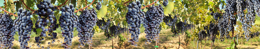 Грозди винограда на деревьях