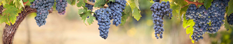 Виноградники в Тоскане